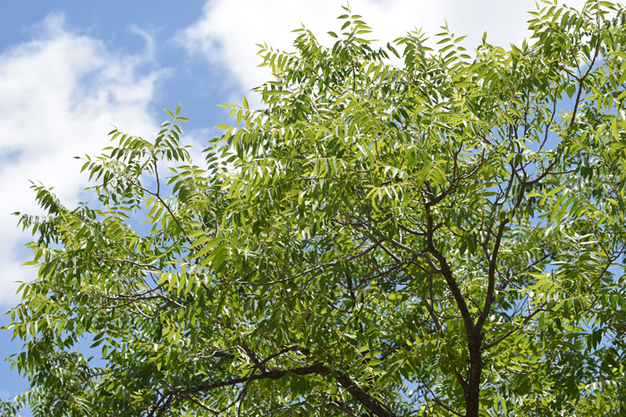 Arizona Walnut is found throughout the southwestern United States in desert or high desert riparian areas. Leaves are green, pinnately compound with 9 to 13 leaflets and large, some up to a foot in length. The leaf margins are somewhat serrated. Juglans major 